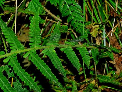 Deparia jiulungensis, photographed by Jacy Chen
