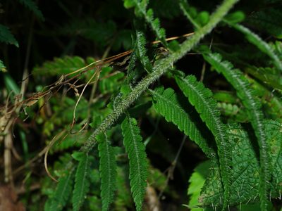 Deparia jiulungensis, photographed by Jacy Chen