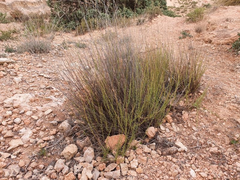 Anarrhinum fruticosum, photographed by Mehdi Chetibi