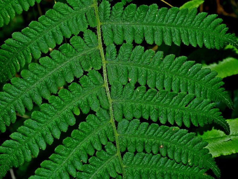 Deparia jiulungensis, photographed by Jacy Chen