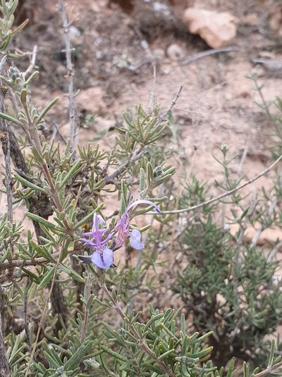 Salvia jordanii, photographed by Mehdi Chetibi
