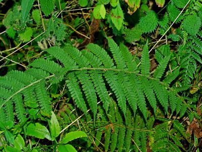 Deparia jiulungensis, photographed by Jacy Chen