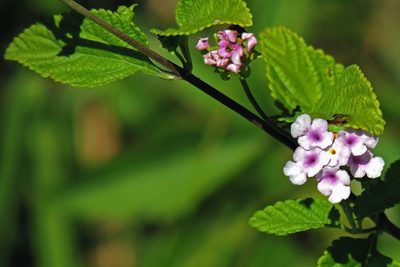 Lantana fucata, photographed by Hugo Hulsberg