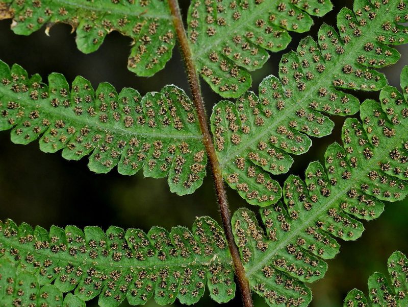 Pseudophegopteris hirtirachis, photographed by Jacy Chen