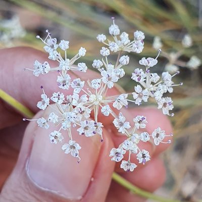 Deverra scoparia, photographed by Mehdi Chetibi
