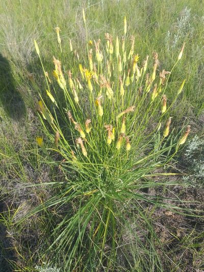 Pseudopodospermum strictum, photographed by Dmitriy Bochkov