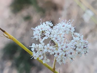 Deverra scoparia, photographed by Mehdi Chetibi