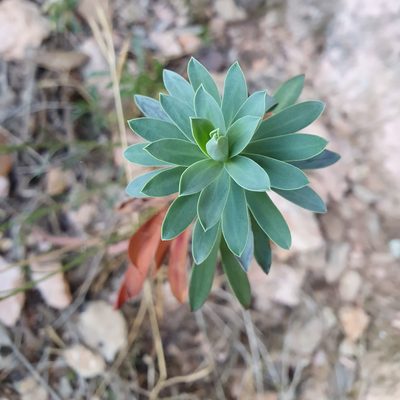 Euphorbia nicaeensis, photographed by Mehdi Chetibi