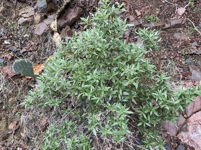 Trixis californica, photographed by Parker Hopkins