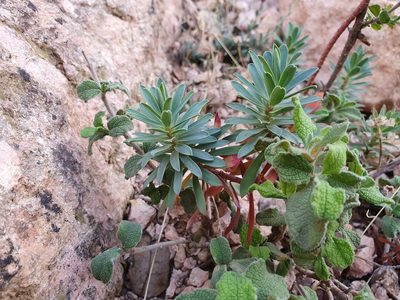 Euphorbia nicaeensis, photographed by Mehdi Chetibi