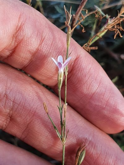 Dianthus illyricus, photographed by Mehdi Chetibi