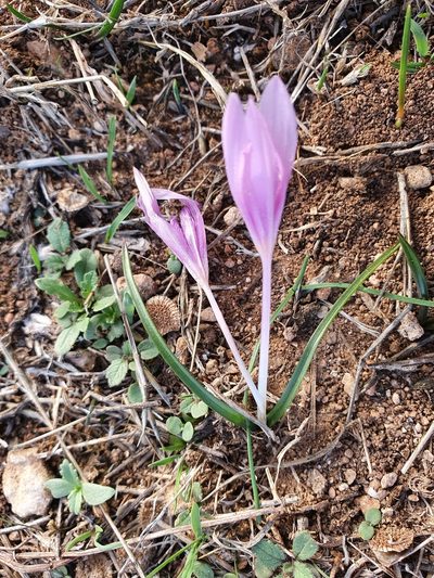 Colchicum cupanii, photographed by Mehdi Chetibi