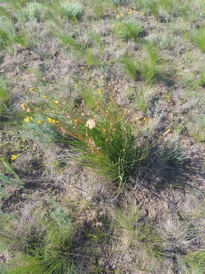 Pseudopodospermum strictum, photographed by Dmitriy Bochkov