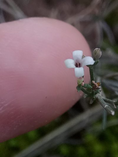Cynanchica aristata, photographed by Karim Haddad
