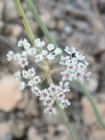 Deverra scoparia, photographed by Karim Haddad
