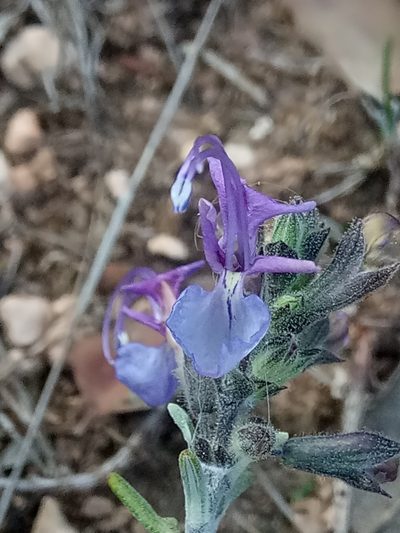 Salvia jordanii, photographed by Karim Haddad