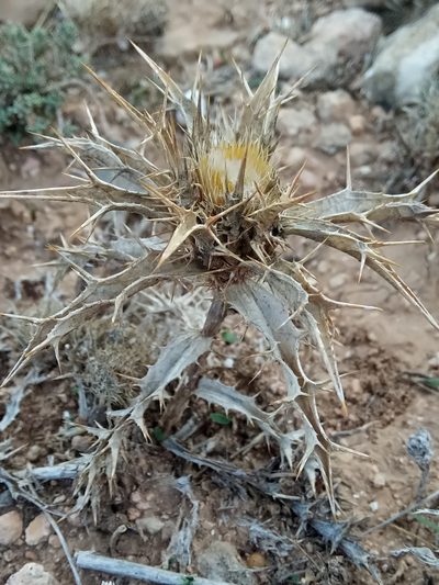 Carlina lanata, photographed by Karim Haddad