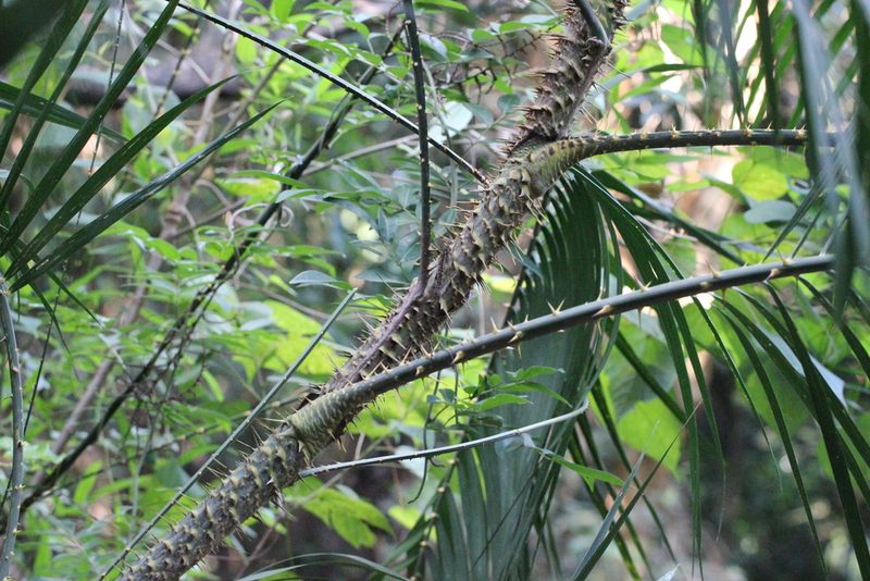 Calamus walkeri, photographed by Agnes Trekker