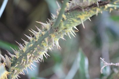 Calamus walkeri, photographed by Agnes Trekker