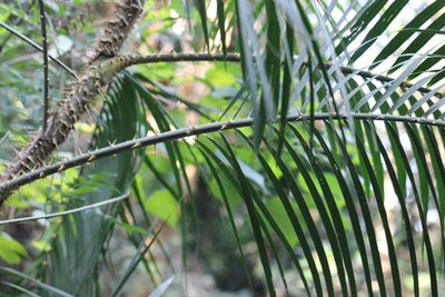 Calamus walkeri, photographed by Agnes Trekker