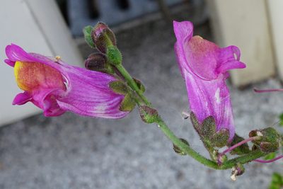 Antirrhinum majus, photographed by Patrick Hacker