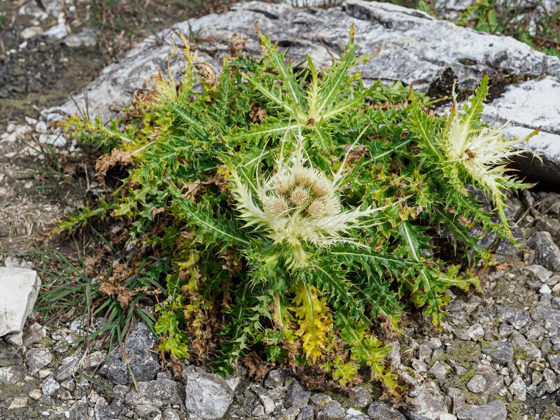 Cirsium spinosissimum, photographed by rainerburkard