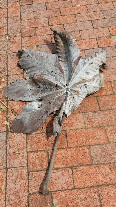 Cecropia telenitida, photographed by Juan Carlos Caicedo Hernández