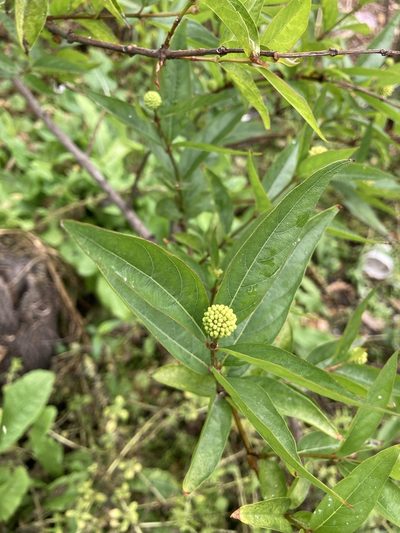 Cephalanthus glabratus, photographed by Facundo Chieffo