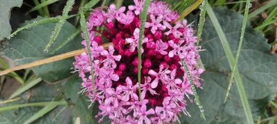 Clerodendrum bungei, photographed by Axel Ruiz