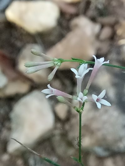 Cynanchica aristata, photographed by Karim Haddad