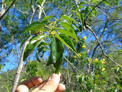 Colubrina triflora, photographed by Lázaro Israel Rangel Castañeda
