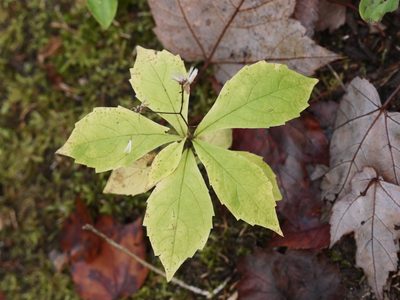Oclemena acuminata, photographed by Alexis Tinker-Tsavalas