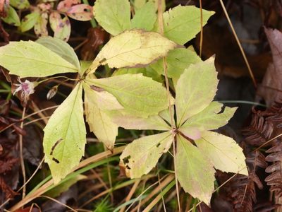 Oclemena acuminata, photographed by Alexis Tinker-Tsavalas