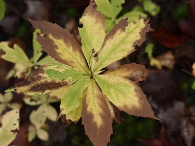 Oclemena acuminata, photographed by Alexis Tinker-Tsavalas