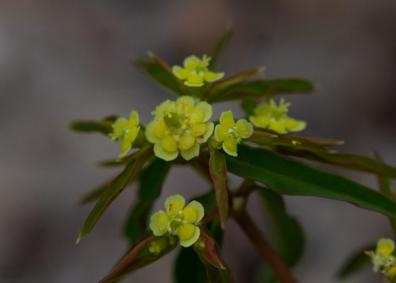 Euphorbia potentilloides, photographed by Márcia Martins