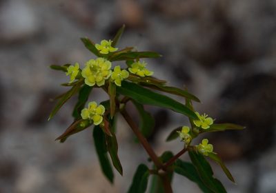 Euphorbia potentilloides, photographed by Márcia Martins