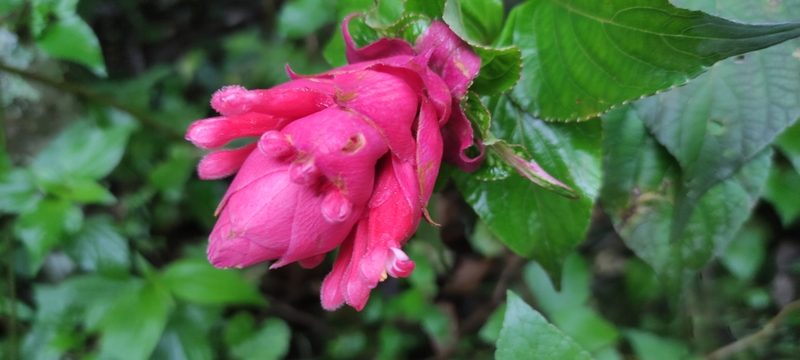 Salvia wagneriana, photographed by Axel Ruiz