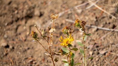 Grindelia squarrosa, photographed by Nart Barileva