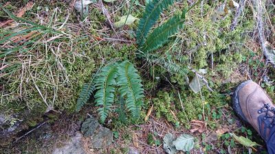 Polystichum lonchitis, photographed by Juraj Ahel