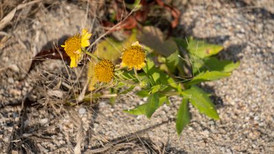 Helenium autumnale, photographed by Nart Barileva
