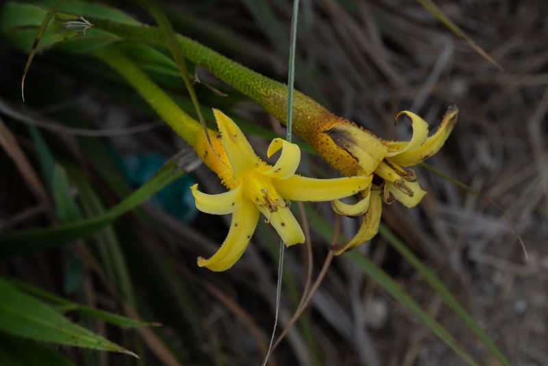 Barbacenia flava, photographed by Márcia Martins