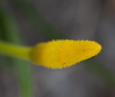 Barbacenia flava, photographed by Márcia Martins