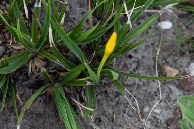 Barbacenia flava, photographed by Márcia Martins