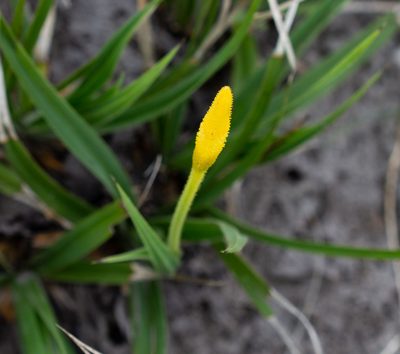 Barbacenia flava, photographed by Márcia Martins