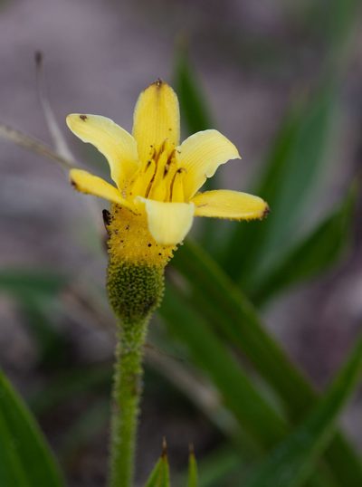 Barbacenia flava, photographed by Márcia Martins