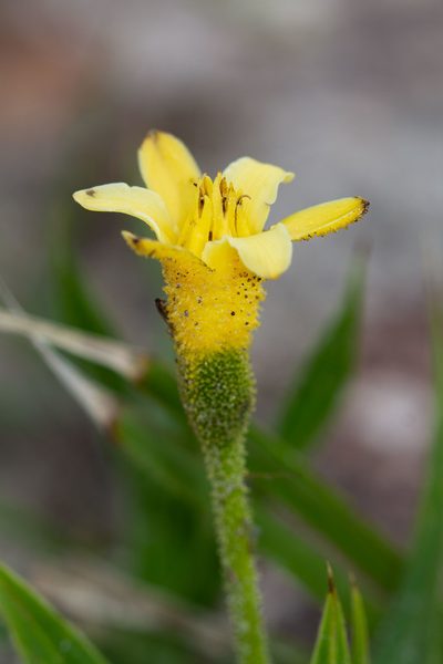 Barbacenia flava, photographed by Márcia Martins