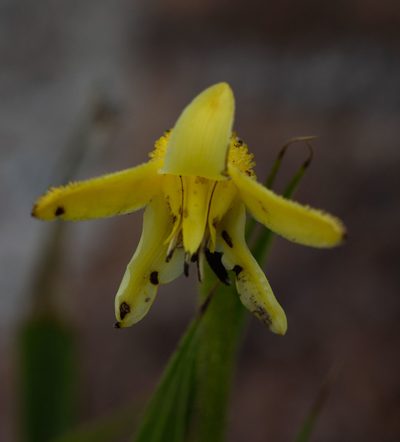Barbacenia flava, photographed by Márcia Martins