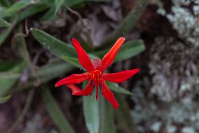 Barbacenia tomentosa, photographed by Márcia Martins