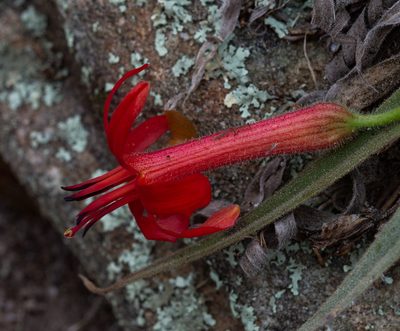 Barbacenia tomentosa, photographed by Márcia Martins