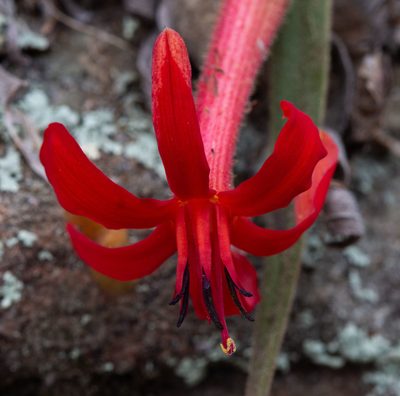 Barbacenia tomentosa, photographed by Márcia Martins